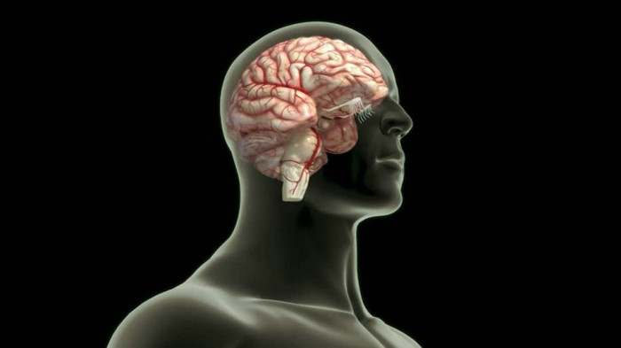поверхность полушарий головного мозга образована