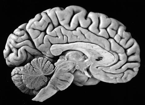 поверхность полушарий головного мозга