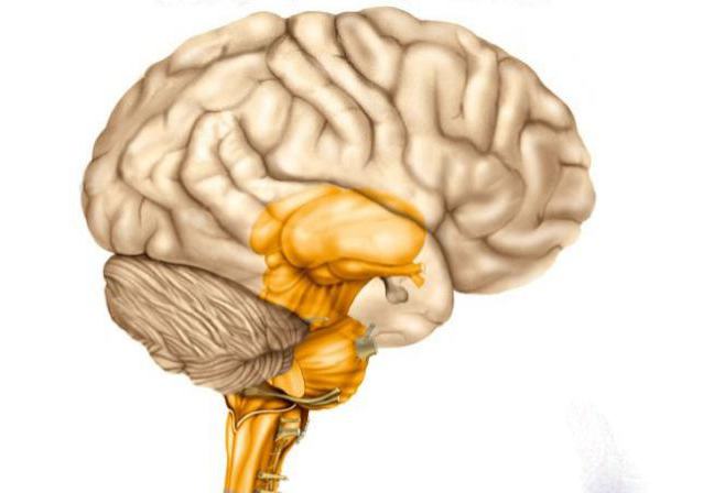 12 пар черепных нервов неврология