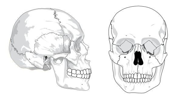 парные кости лицевого черепа
