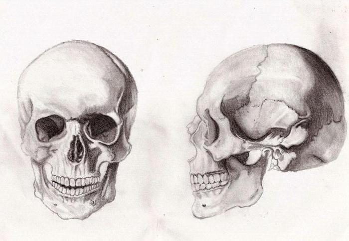кости мозгового и лицевого черепа