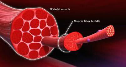 механизм мышечного сокращения скелетной мышцы