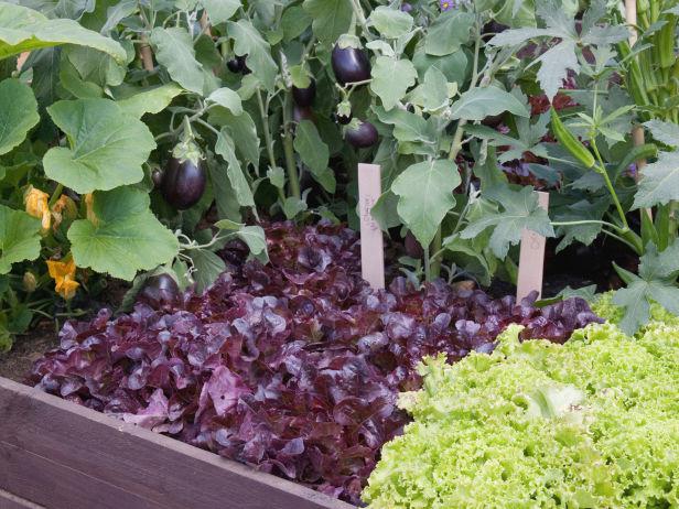 совместимость овощей на огороде