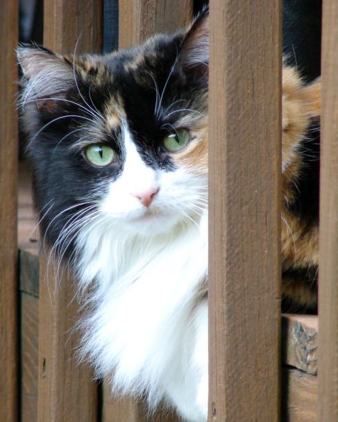 1 марта - Международный день кошек