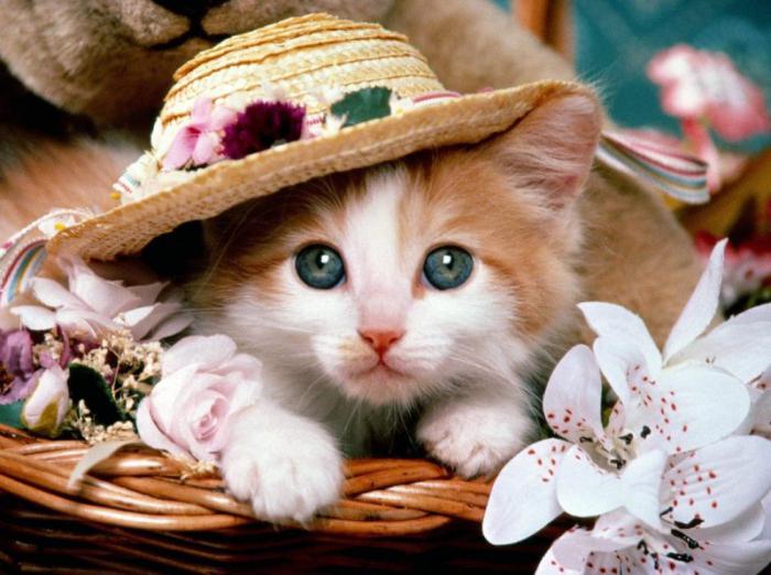 1 марта - Международный день кошек история