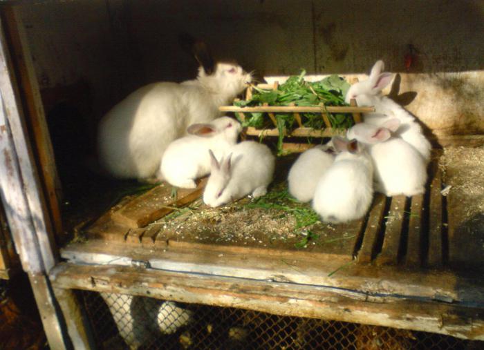 инструкция по применению молочной кислоты для кроликов