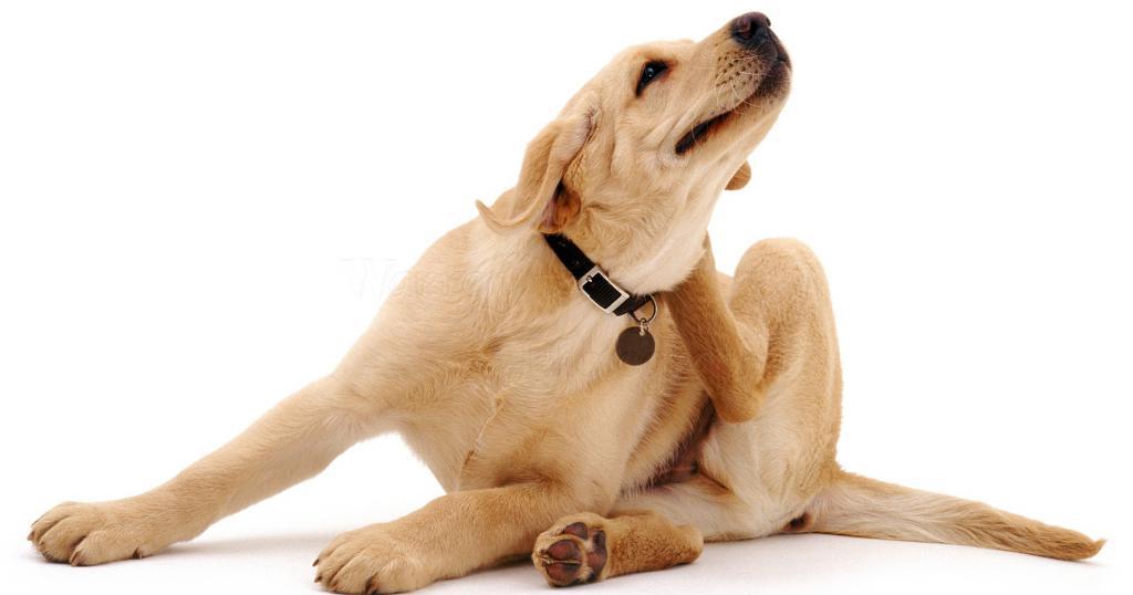 атопический дерматит у собак лечение народными средствами