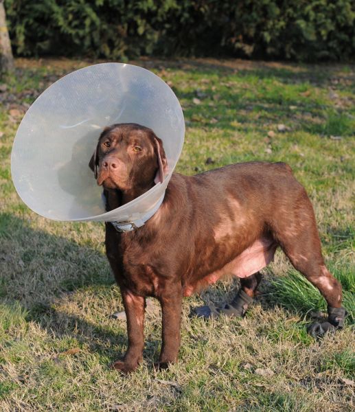 атопический дерматит у собак лечение преднизолоном