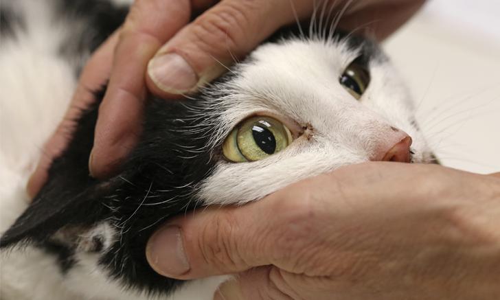 липидоз печени у кошек лечение