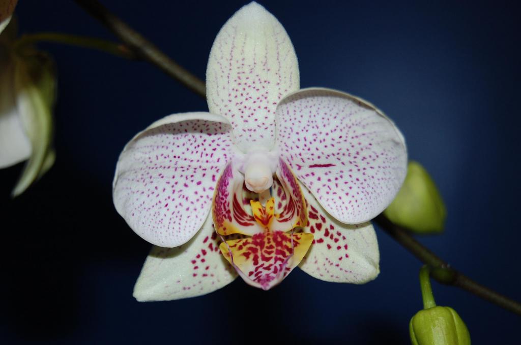 панцирный клещ на орхидее фото