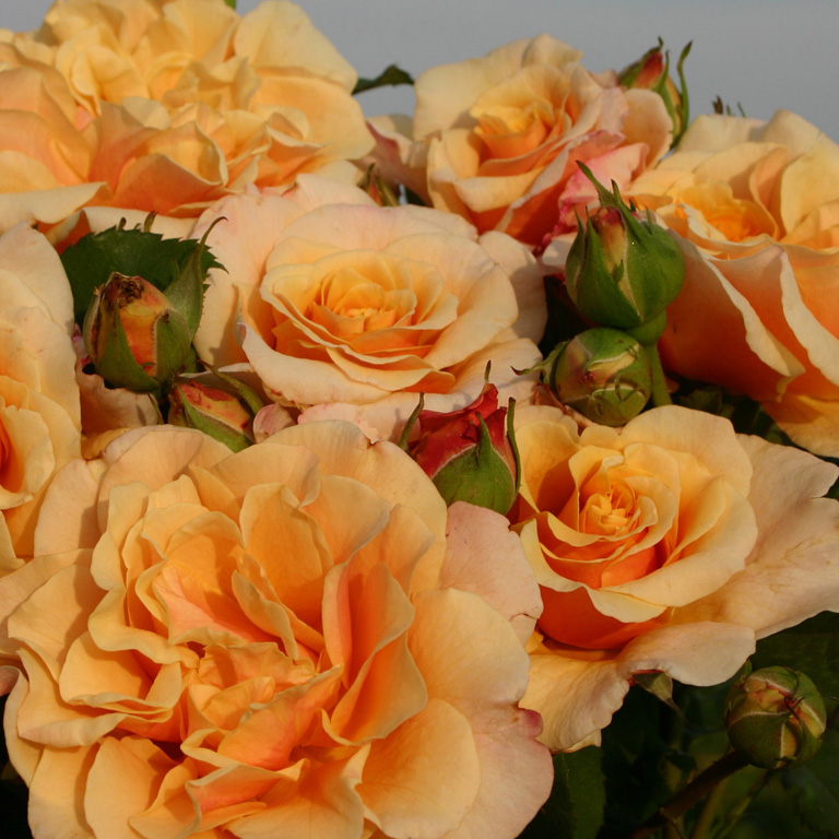 роза карамелла описание