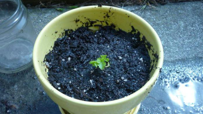  сельдерей черешковый выращивание из семян 