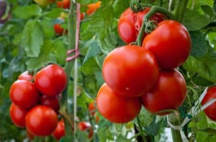какие сорта томатов самые урожайные