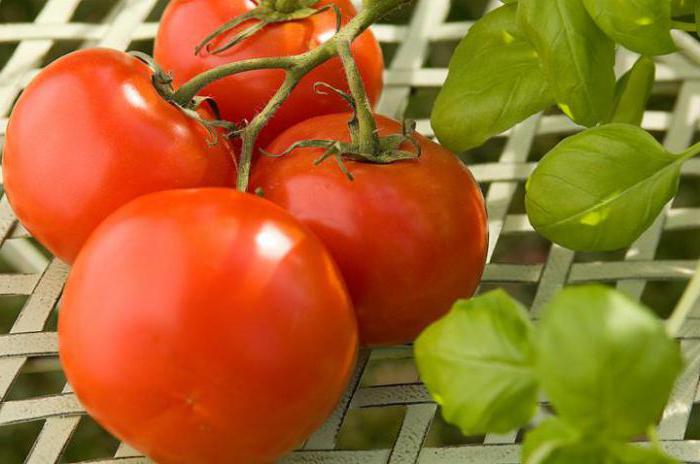 самые урожайные сорта томатов отзывы