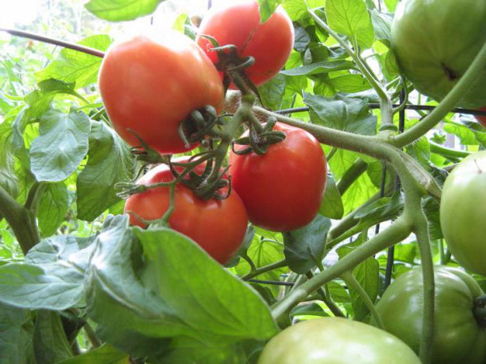 какие сорта томатов самые урожайные 
