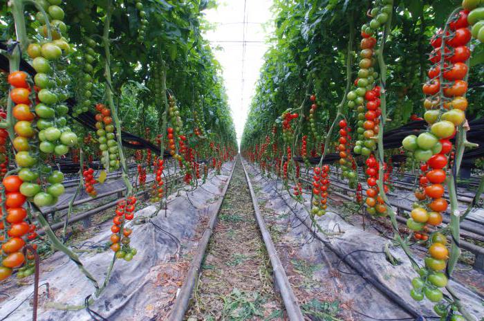 самые урожайные сорта томатов для сибири 
