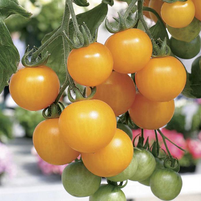 самые урожайные сорта томатов для подмосковья 