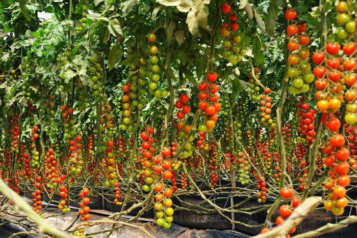 емена томатов самые урожайные сорта для теплиц