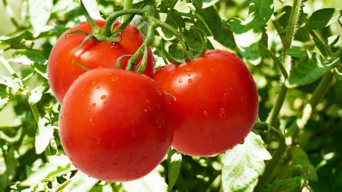 самые урожайные сорта томатов