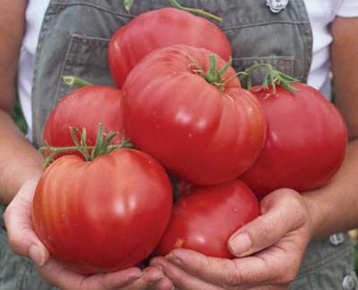 сроки посадки томатов