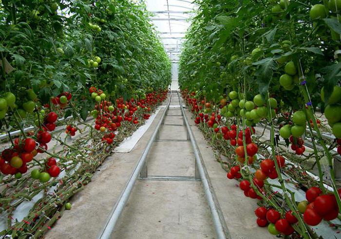 урожайные сорта томатов для открытого грунта