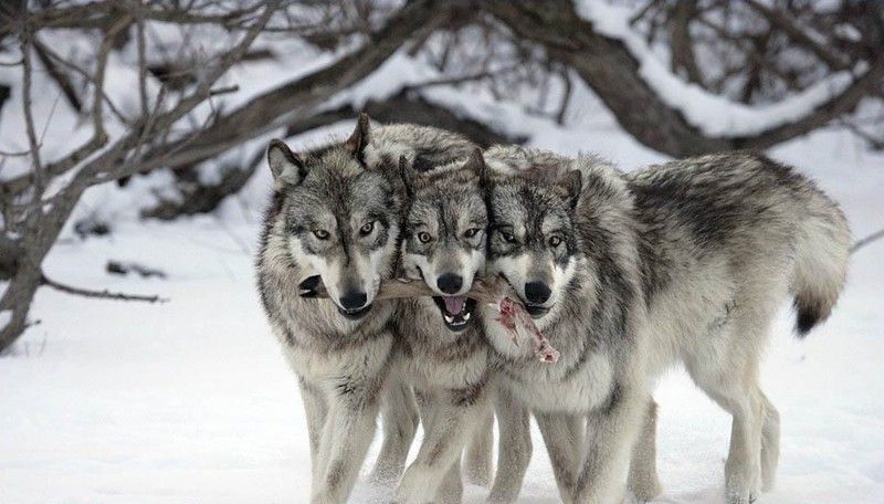 волки с добычей