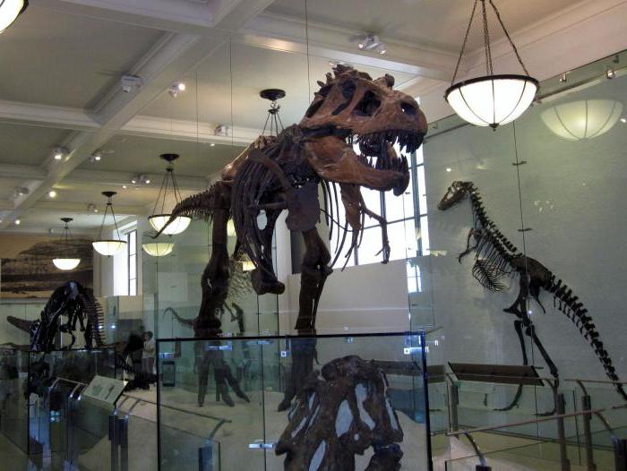 музей со скелетами динозавров