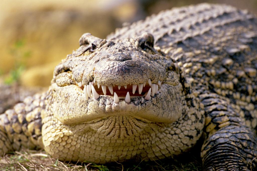 Портрет крокодила