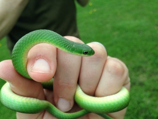 Ручная зеленая змейка