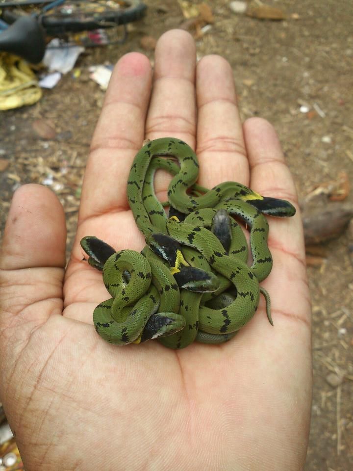Зеленые змейки на ладоне