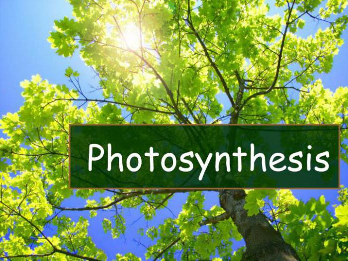 фотосинтез что такое
