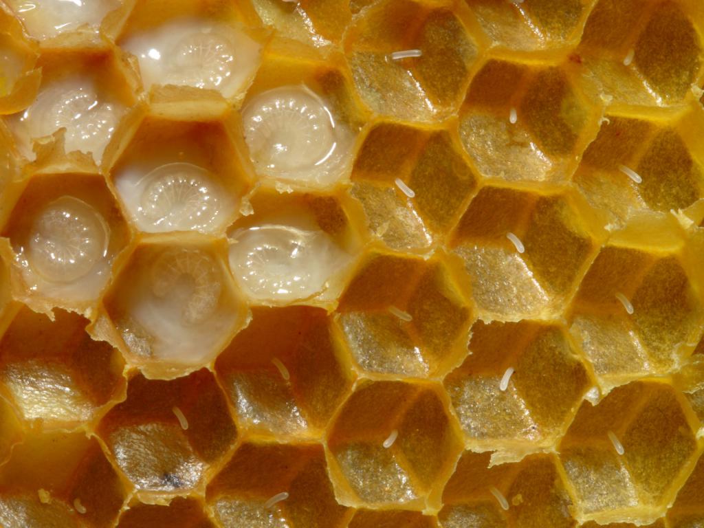 свойства пчелиного маточного молочка
