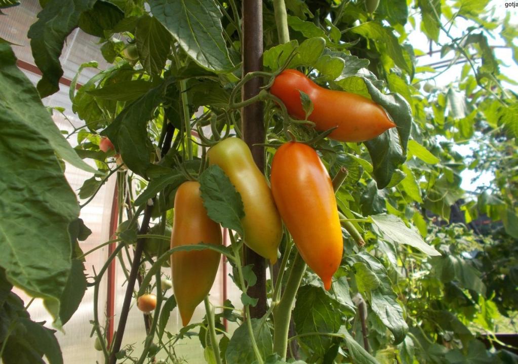томат хохлома