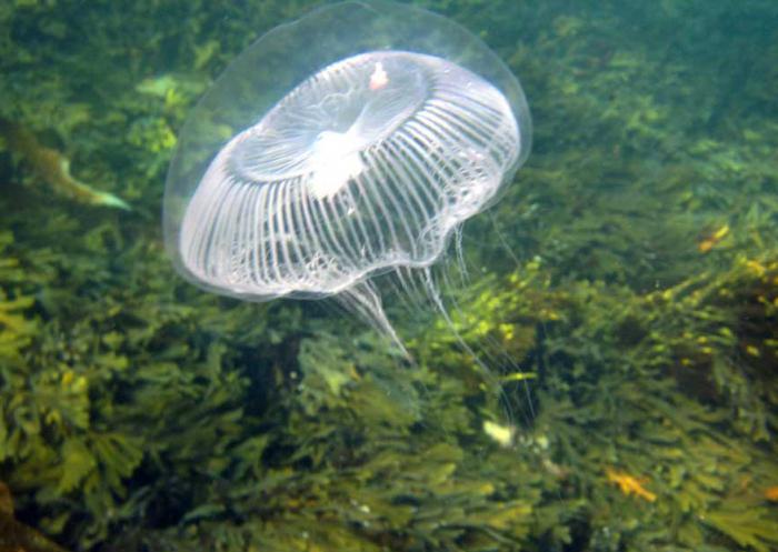 гидроид медуза образ жизни