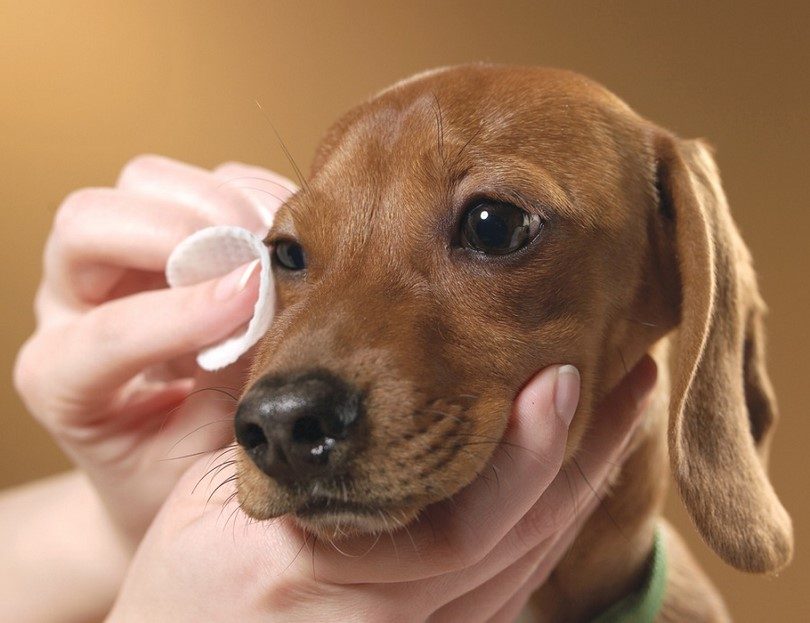 Вакцинация собак против чумы плотоядных