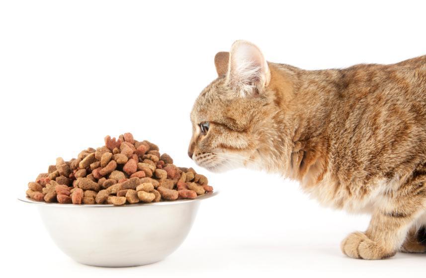Камни в почках у котов: лечение в домашних условиях