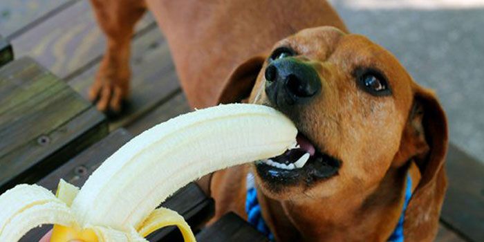 можно ли щенку йорка банан