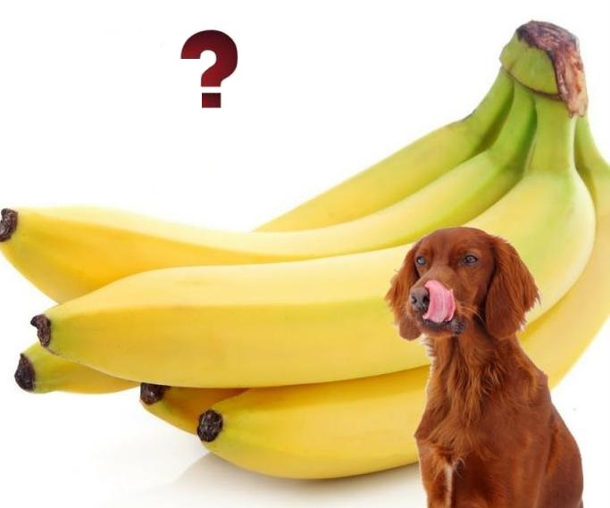 можно ли давать собаке банан