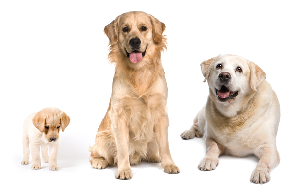 Как посчитать возраст собаки? Сколько живут собаки в домашних условиях? Соотношение возраста собаки и человека