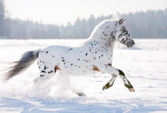 Аппалуза-лошадь