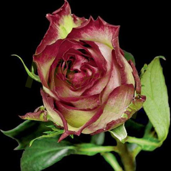 Сорта розы Эквадор: фото