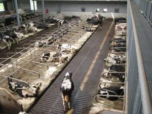 Дания - молочная ферма Европы
