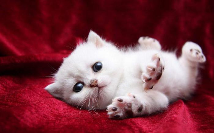  маленький белый котенок 