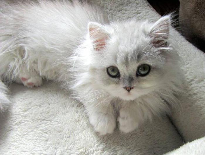 белый котенок фото