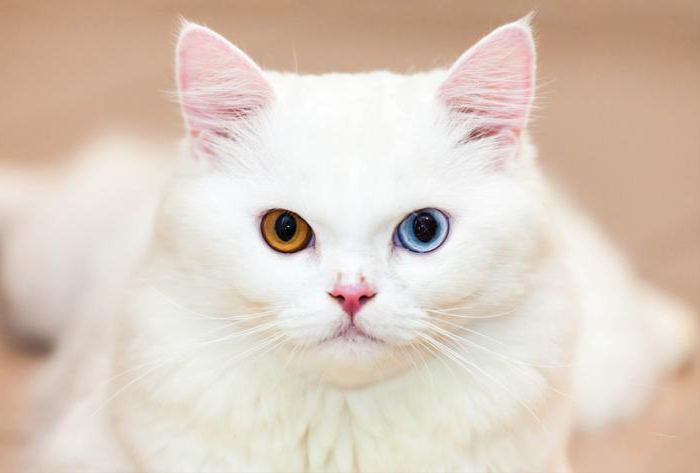 как назвать белого котенка