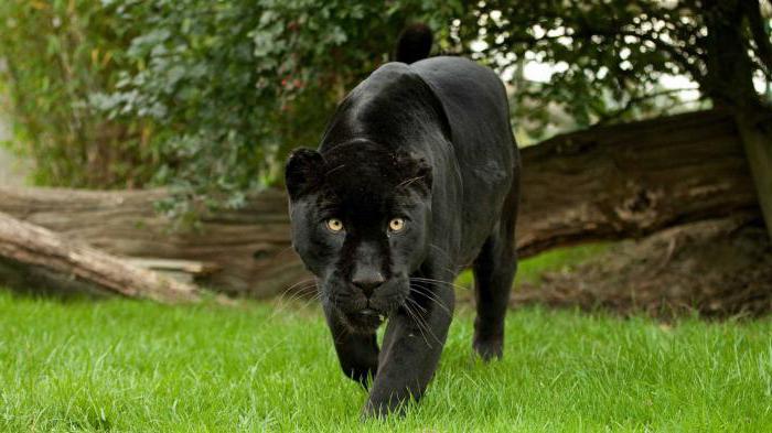 Ягуар - черная пантера