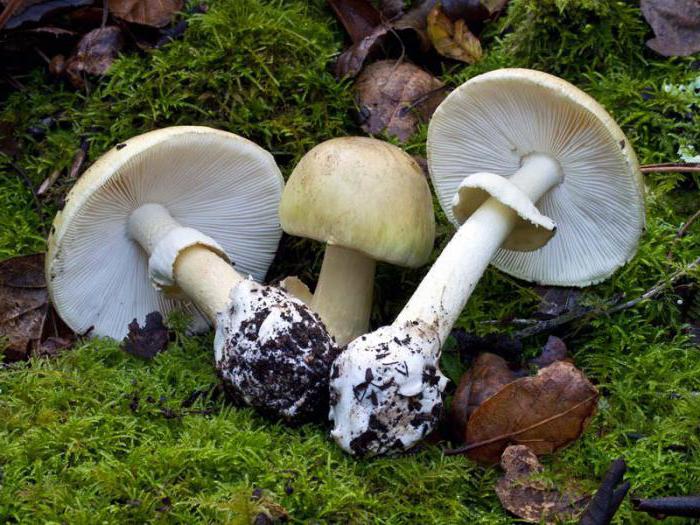смертельно ядовитые грибы россии