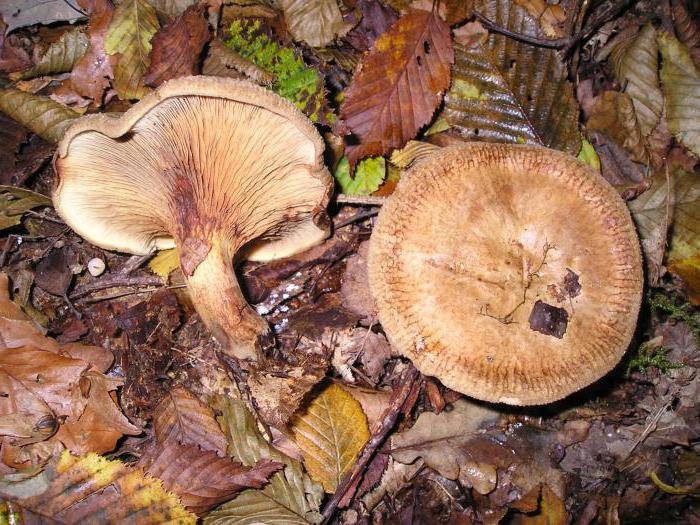 ядовитые грибы россии фото и название