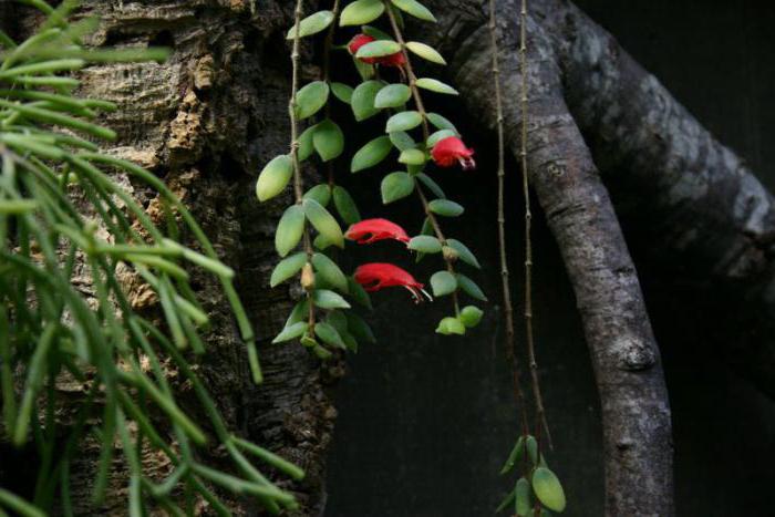 Цветок эсхинантус: фото