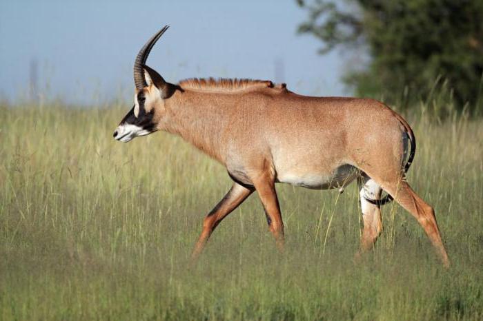 Саблерогая антилопа: фото